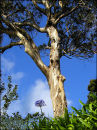 Eucalyptus & Agapanthus
